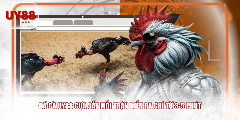 Đá gà UY88 cựa sắt mỗi trận diễn ra chỉ từ 3-5 phút